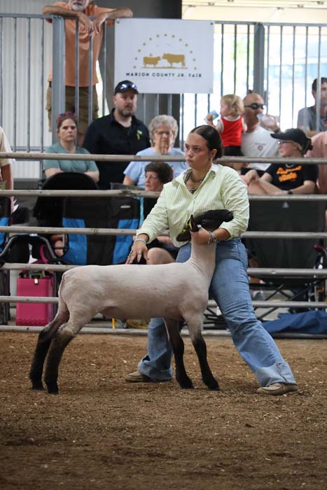 Woman in a light green shirt leads a pale sheep in a fenced show ring at a county fair, with spectators and a Marion County Jr. Fair banner in the background.