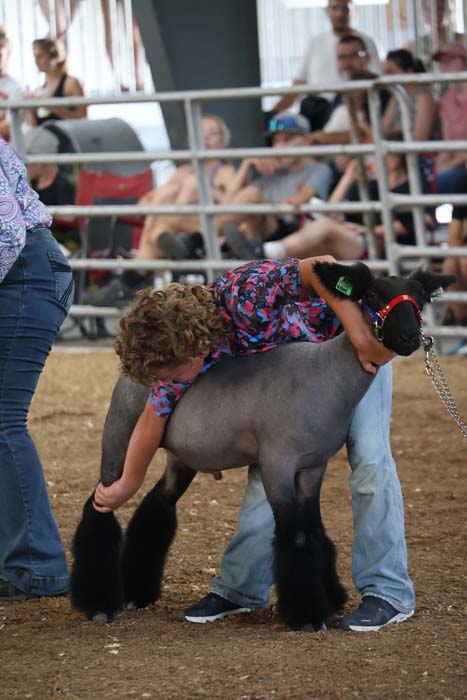 Child with curly hair hugging a gray sheep with black legs in a livestock show arena, spectators watching from bleachers in the background.