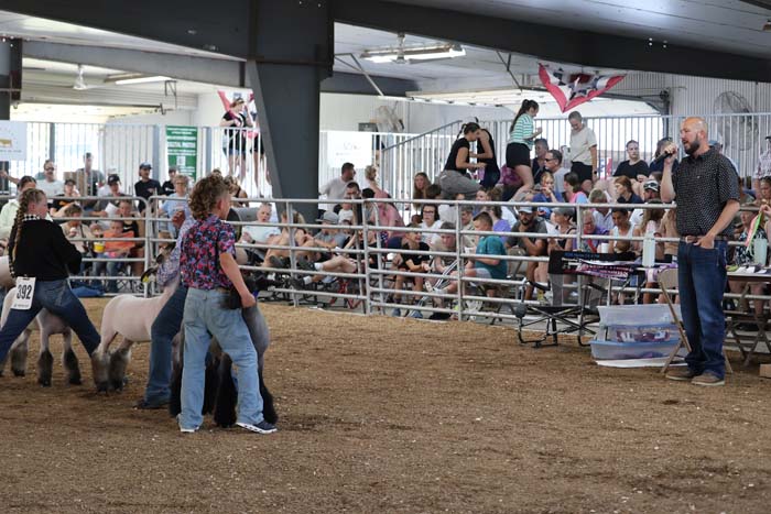 A woman guides a sheep in a fenced arena while a crowd watches from behind the rails at an indoor livestock show; an announcer stands nearby with a microphone.