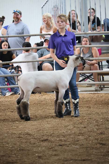 Young exhibitor in a purple shirt guides a white sheep with dark legs in a livestock show ring, spectators behind a fence.
