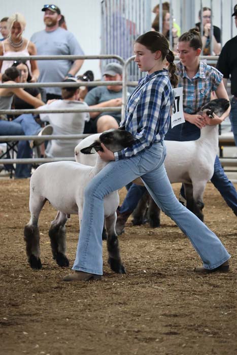 Two young women guide white lambs in a show ring at a livestock competition, with spectators watching from behind the fencing.
