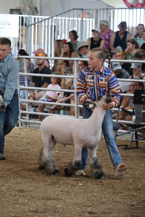 Girl in a striped shirt leads a white sheep with feathered legs in a livestock show ring, spectators in the stands behind a railing.