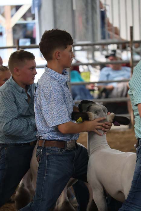 A boy in a patterned shirt gently holds a white lamb at a livestock show, with another boy nearby in a barn-like setting.