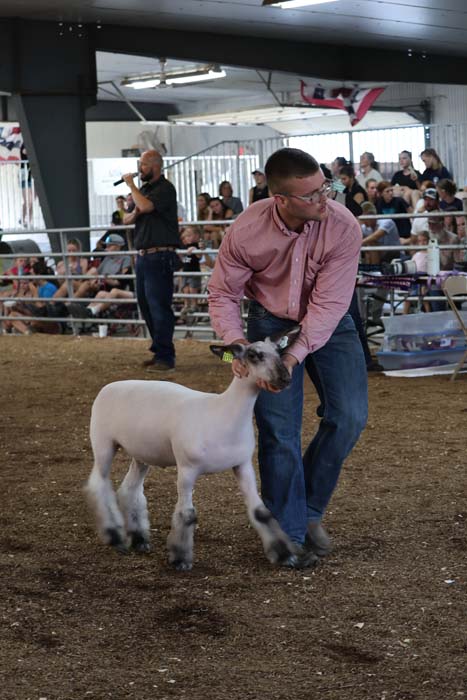 Man in a pink shirt guiding a white lamb by the head in a livestock show arena, with spectators watching.