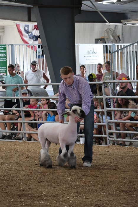 Man guiding a fluffy white sheep in a show ring, with spectators seated behind a metal railing in a livestock event.