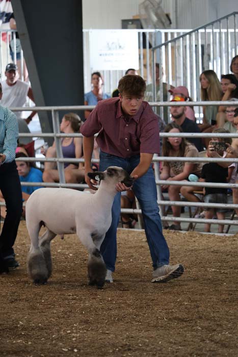 Man in a maroon shirt guides a white and gray sheep around a show ring as spectators watch from behind a railing.
