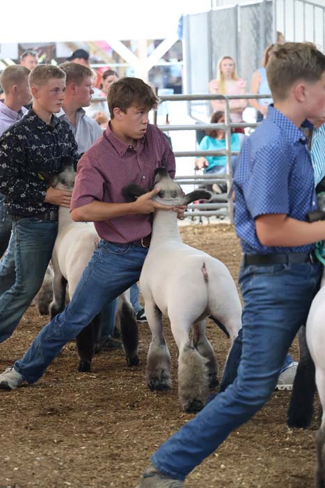 Young men in a livestock show guide white lambs in a crowded ring at a fair, with spectators behind fencing:**