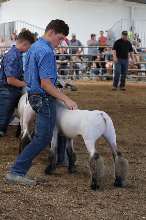 Two boys in blue shirts leading a white pony with feathered legs in a dirt arena, spectators watching from bleachers behind the fence.