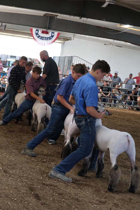 Young men in jeans guide white sheep in a pen at a fair under a metal roof, with spectators watching behind a fence.