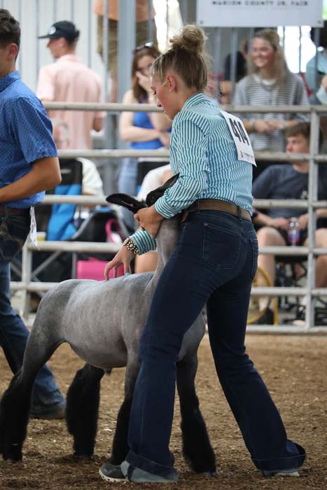 Person in a light blue striped shirt and jeans guides a gray sheep inside a fenced show ring, with spectators in the background.