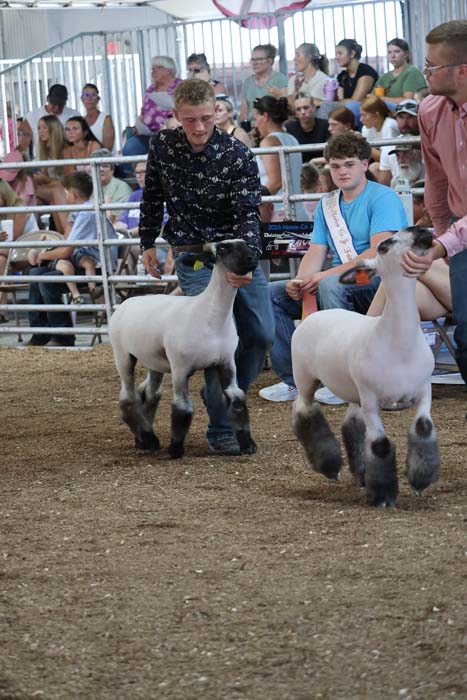 Man leading two white sheep in a dusty arena as a crowd watches at a livestock show behind a metal barrier.