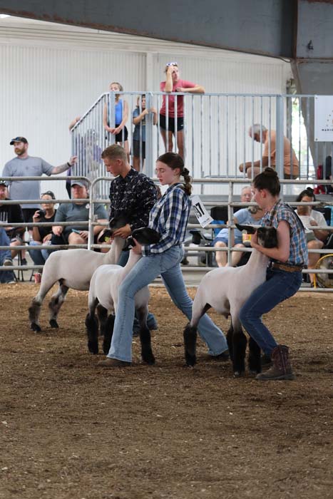 Young competitors ride white sheep inside a dirt arena at a livestock show, with spectators watching from bleachers behind metal rails.