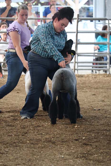 Person in a teal patterned shirt guides a small grey sheep in a dirt arena at a livestock show, spectators behind a fence.