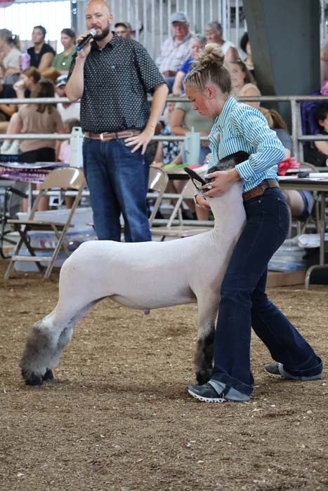 Man with a microphone announces at a livestock show while a woman guides a white sheep with groomed legs in a ring.