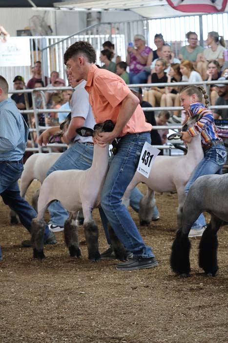 Man in an orange shirt leads a white sheep with show number 431 in a crowded livestock arena as spectators watch from the stands nearby.