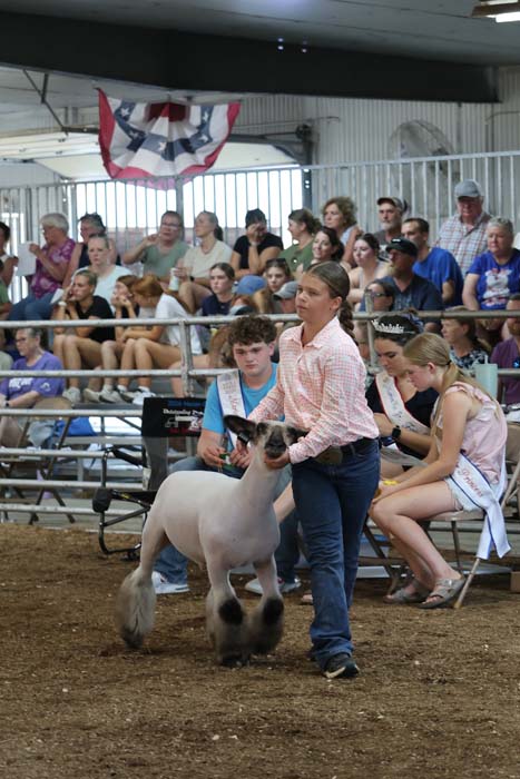 Young girl guides a show sheep in a ring as spectators sit in the stands at a livestock competition.