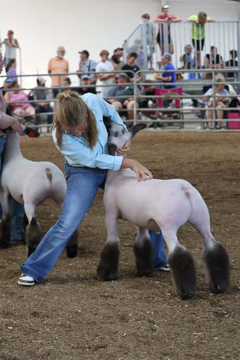A person in a blue shirt and jeans shows a white sheep with dark legs at a crowded livestock show.