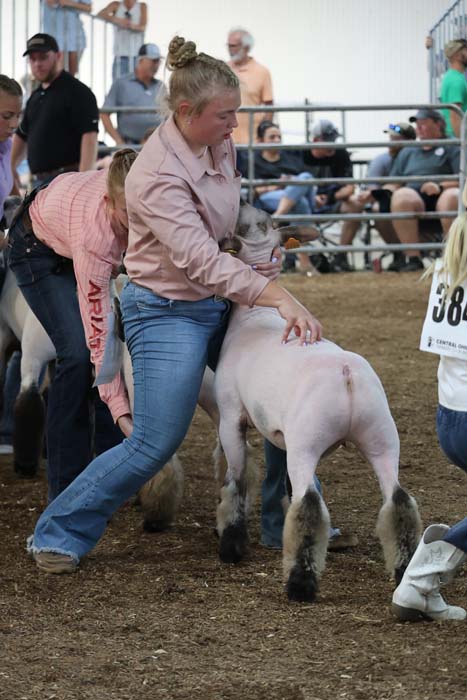 A woman in a pink shirt guides a white lamb in a dirt show ring, with spectators in the stands behind a fence.