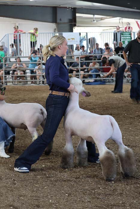 Young woman in a blue shirt and jeans guides a white lamb with fluffy legs in a crowded livestock show arena, spectators in the background.