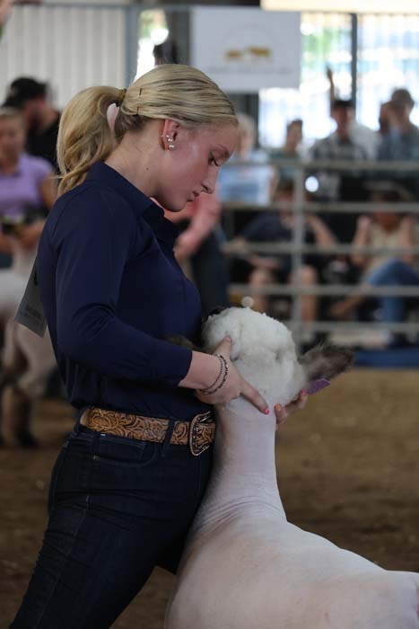 Side view of a woman in a navy top and jeans guiding a white sheep during a livestock show, with spectators in the background.