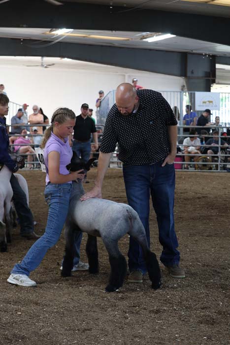 Man and girl pet a light-gray lamb in a show ring, with spectators behind a railing.