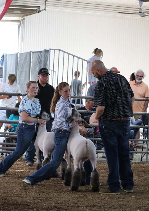 Two young girls lead white lambs in a livestock show ring, supervised by a man in a dark polka-dot shirt.