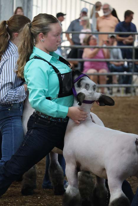 Youthful handler in a teal shirt wearing a black show harness guiding a white goat with a purple halter at a livestock show, spectators in the background.