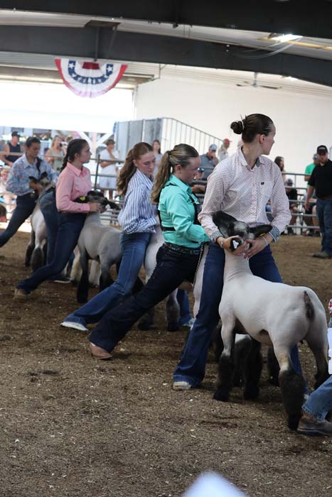 People in casual Western attire guiding sheep in a show ring at a fair; a row of contestants leads their sheep past spectators as bunting hangs overhead.