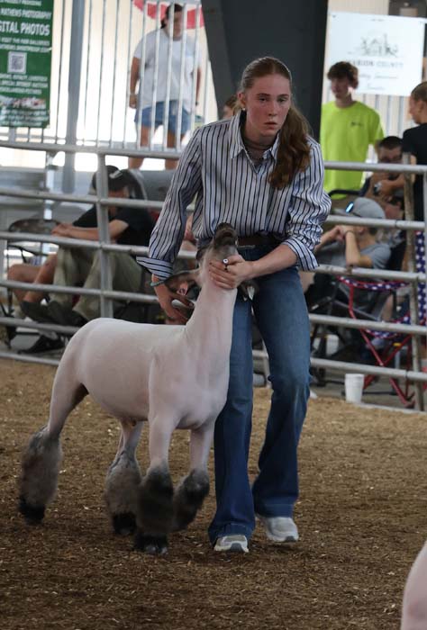Young woman in a striped shirt leads a white sheep with dark feathered legs in a livestock show ring.