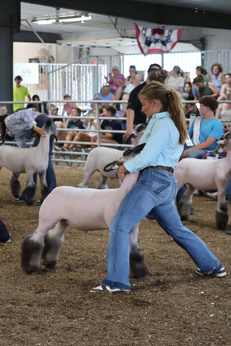 Girl in a blue shirt and jeans guiding a white sheep in a show ring; crowd watches from bleachers in the background.