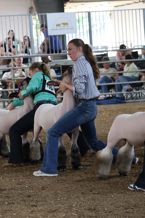 Young woman in a striped shirt and jeans leads a sheep in a fenced arena during a livestock show; spectators sit in bleachers in the background.