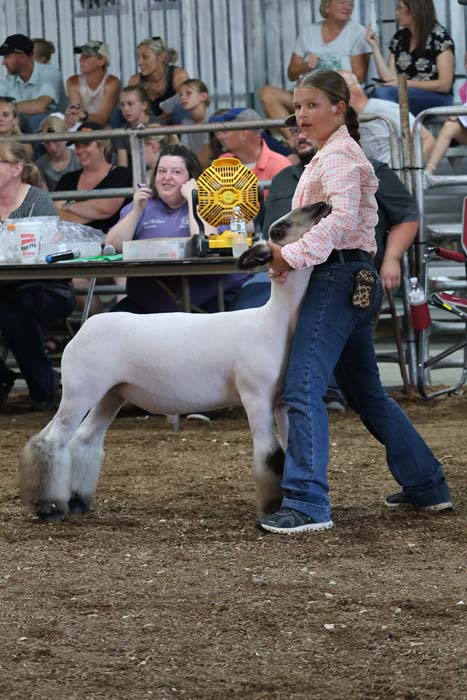 A woman guides a white sheep in a show ring at a livestock competition, with spectators seated in the background.