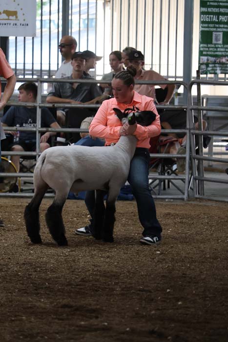 Person in a pink jacket guides a white sheep with a black face and legs in a livestock show ring, with spectators seated behind a metal barrier.