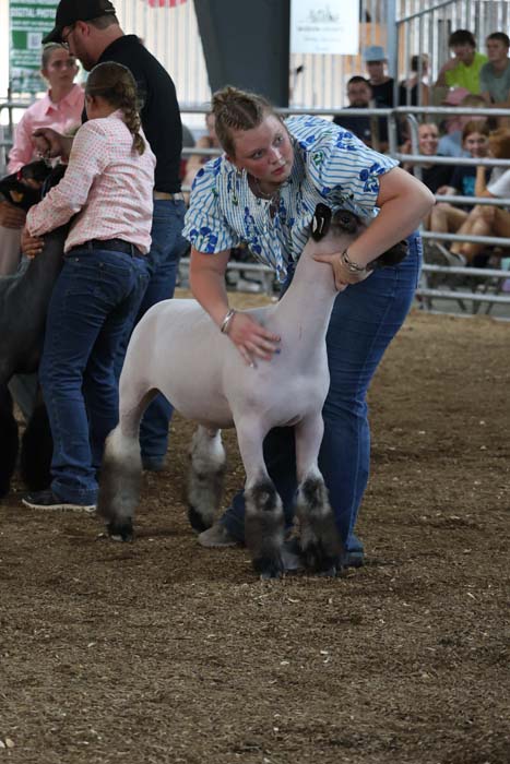 Woman in a blue patterned shirt guiding a white pony with dark legs in a show ring, with spectators watching in the background.