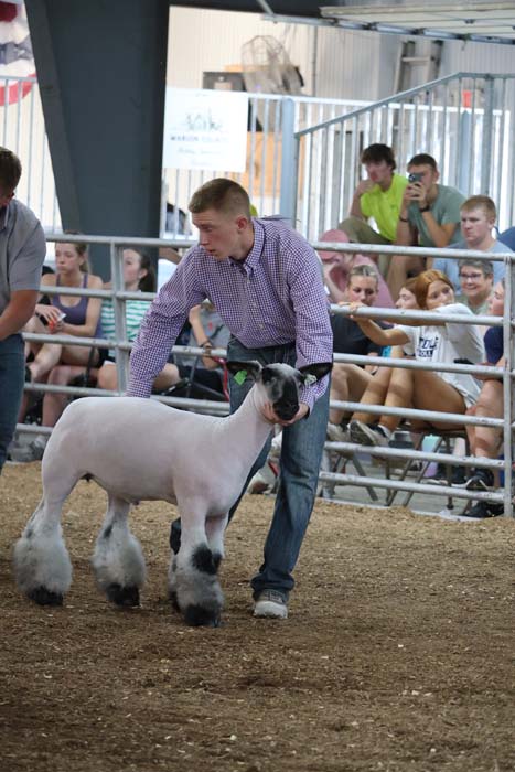 Man in a purple check shirt guides a white sheep with a black face in a show arena, spectators watching behind a metal railing.