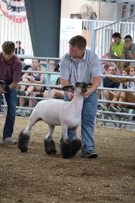 Man guiding a white sheep with black legs in a show ring, spectators watching behind a railing.
