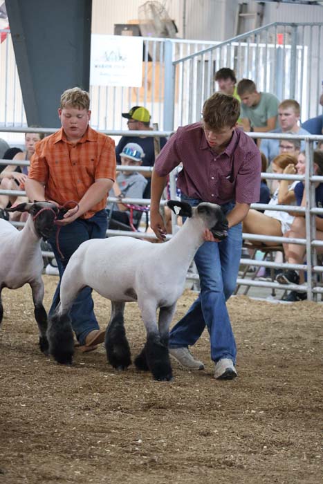 Two young men in plaid shirts lead white sheep with black legs in a ring at a livestock show, with spectators in the stands behind a railing.
