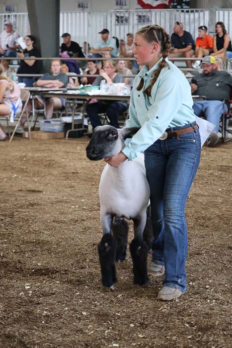 Young woman guiding a sheep (ram) with halter in a livestock show ring, spectators seated in bleachers in the background.