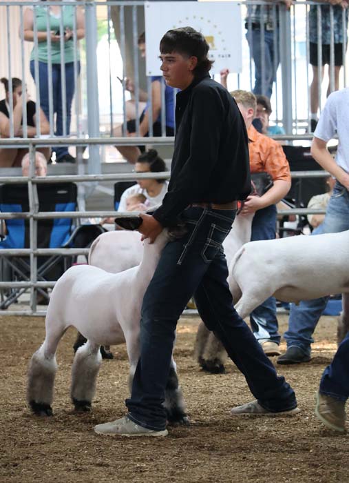 Man in a black shirt guides a white sheep through a livestock show ring, spectators watching from behind metal railings.