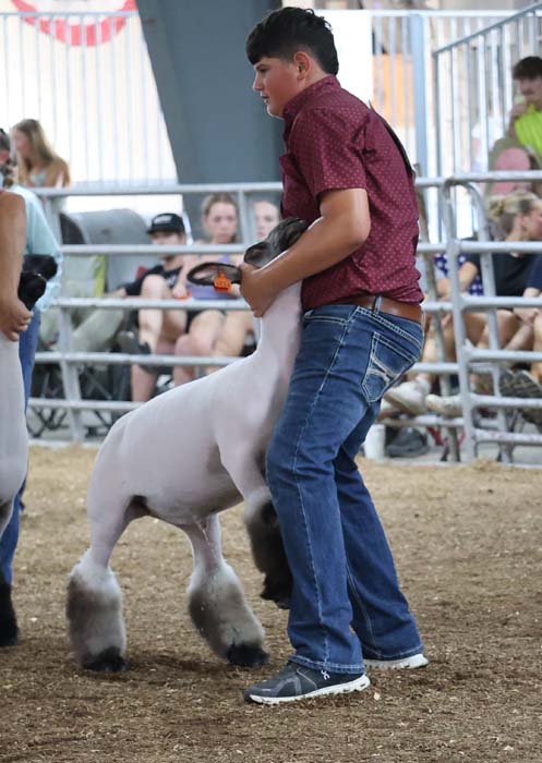 Young man in a red shirt guiding a white/gray sheep during a livestock show, spectators behind a fence.
