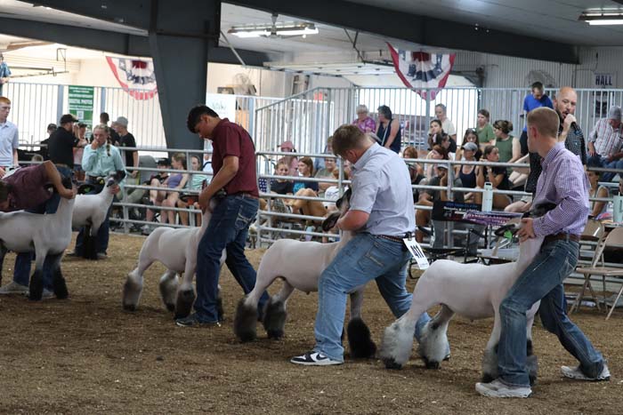People guiding white sheep in a show ring at a livestock competition, with spectators watching in the background.