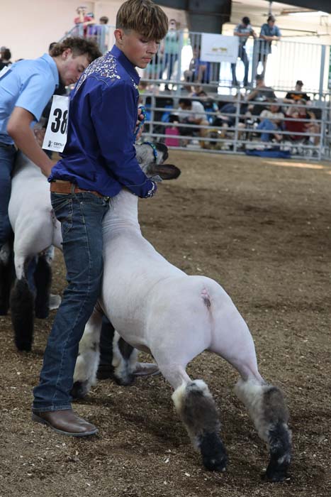 Boy in a blue shirt guiding a white lamb in a crowded livestock show arena with spectators in the background.