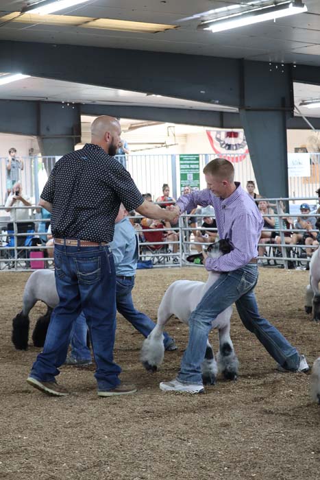 Two men shake hands in a livestock show ring while a small white goat stands between them and spectators watch from behind a fence.