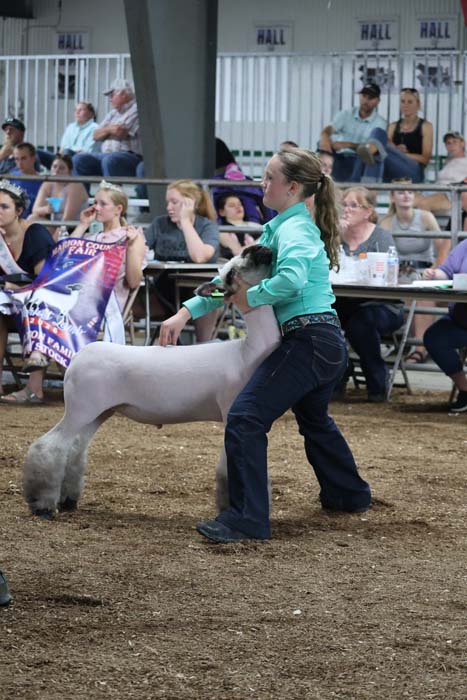 Person in turquoise shirt guides a white sheep in a show ring while spectators watch from the stands far behind.