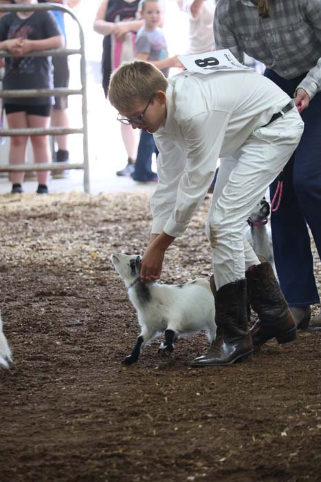 Boy in white clothing bends to stroke a small white goat with black legs at an animal show, badge 8 on his back, spectators in the background.