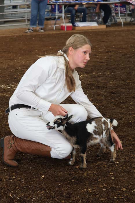 Woman in white riding attire kneels on dirt, guiding a small kid goat at a livestock show.