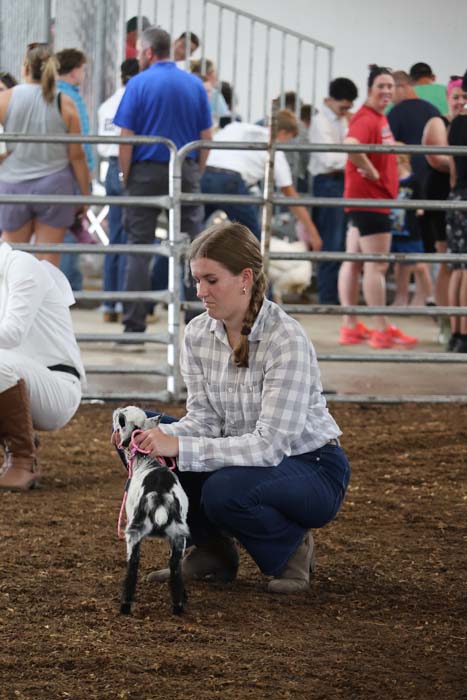 Woman kneeling in a show ring, holding a small black-and-white goat on a pink leash while spectators stand behind metal rails.