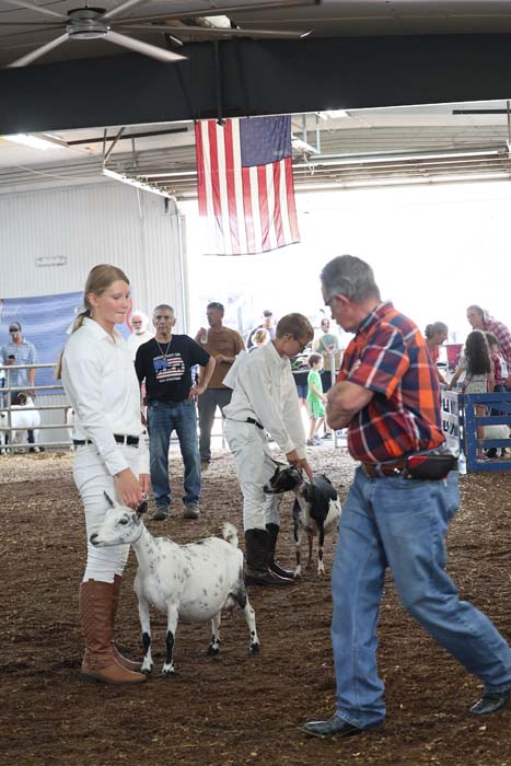 Young woman in white with a white-and-black spotted goat at a livestock show ring, with spectators and an American flag overhead.