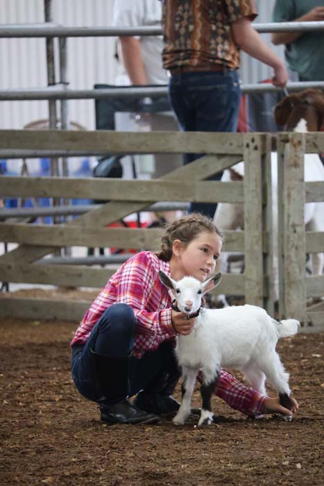 Girl in a red plaid shirt crouches to cuddle a small white goat kid inside a wooden pen at a farm or petting zoo area.