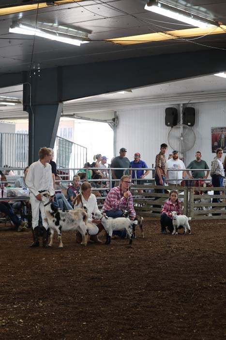 People in a livestock ring handling small white goats as spectators stand behind a railing.